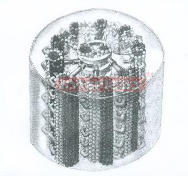 ANIMAL CELL CILIA STRUCTURE MODEL